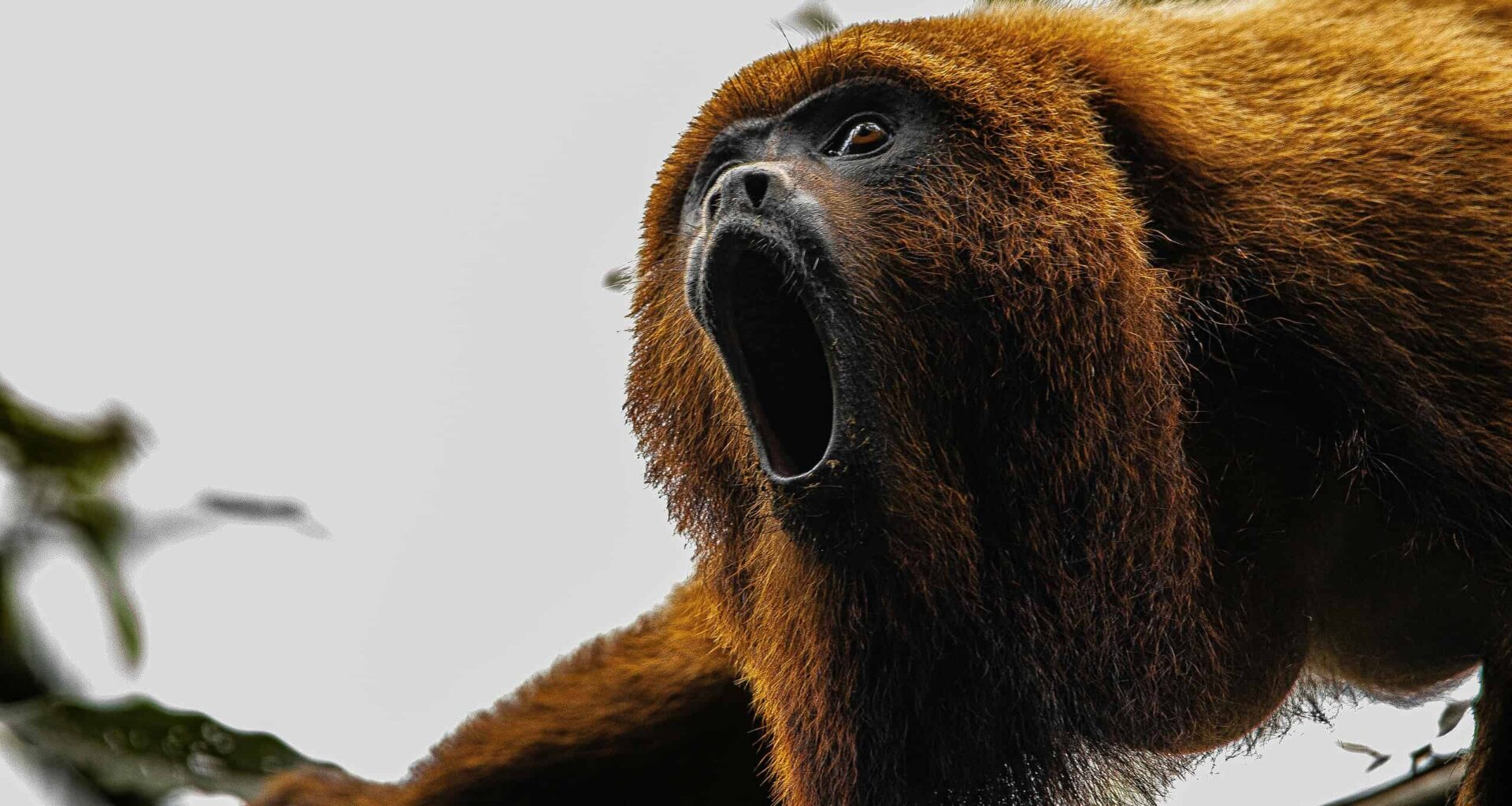 Monkeys With Smaller Testicles Scream Louder to Compensate