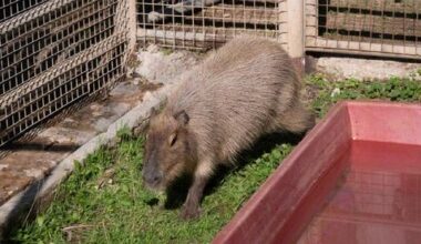 New capybara at Ramat Gan Safari gets star treatment