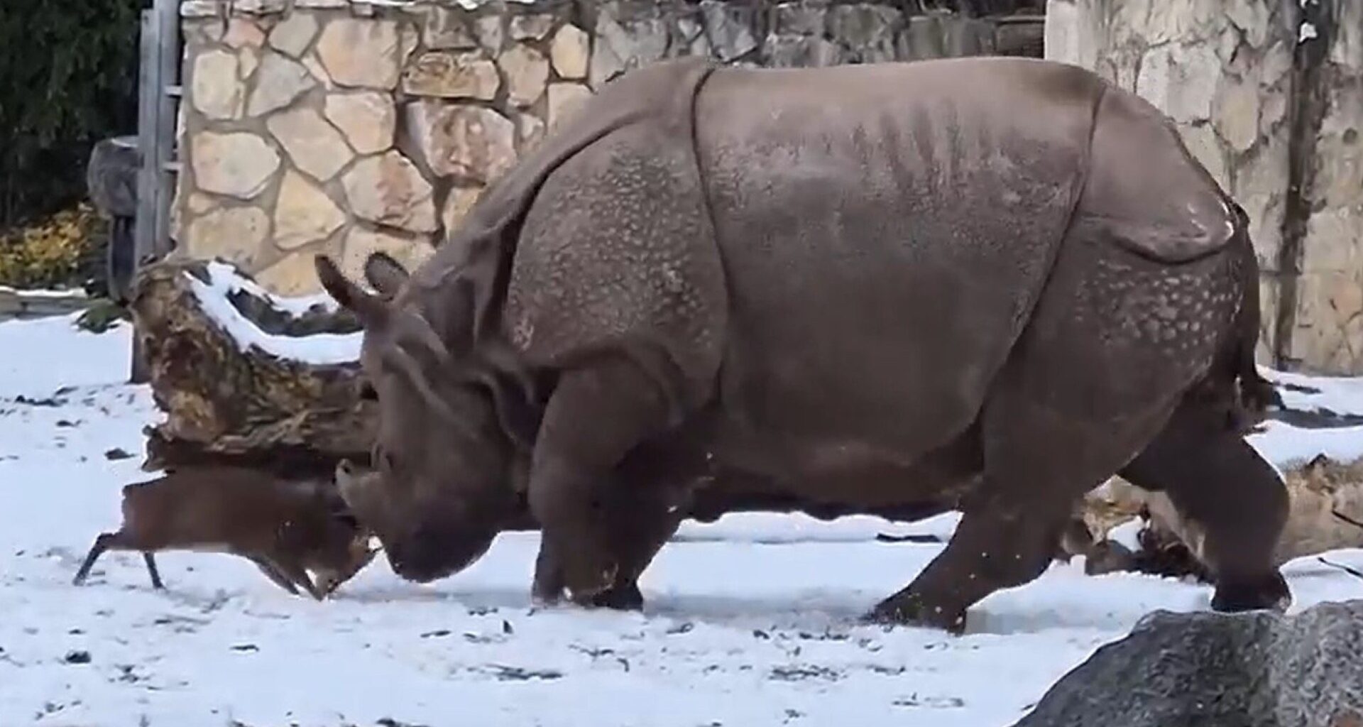 Dramatic moment brave tiny deer takes on a giant 1.7ton RHINO in zoo standoff