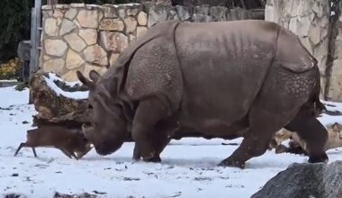 Dramatic moment brave tiny deer takes on a giant 1.7ton RHINO in zoo standoff