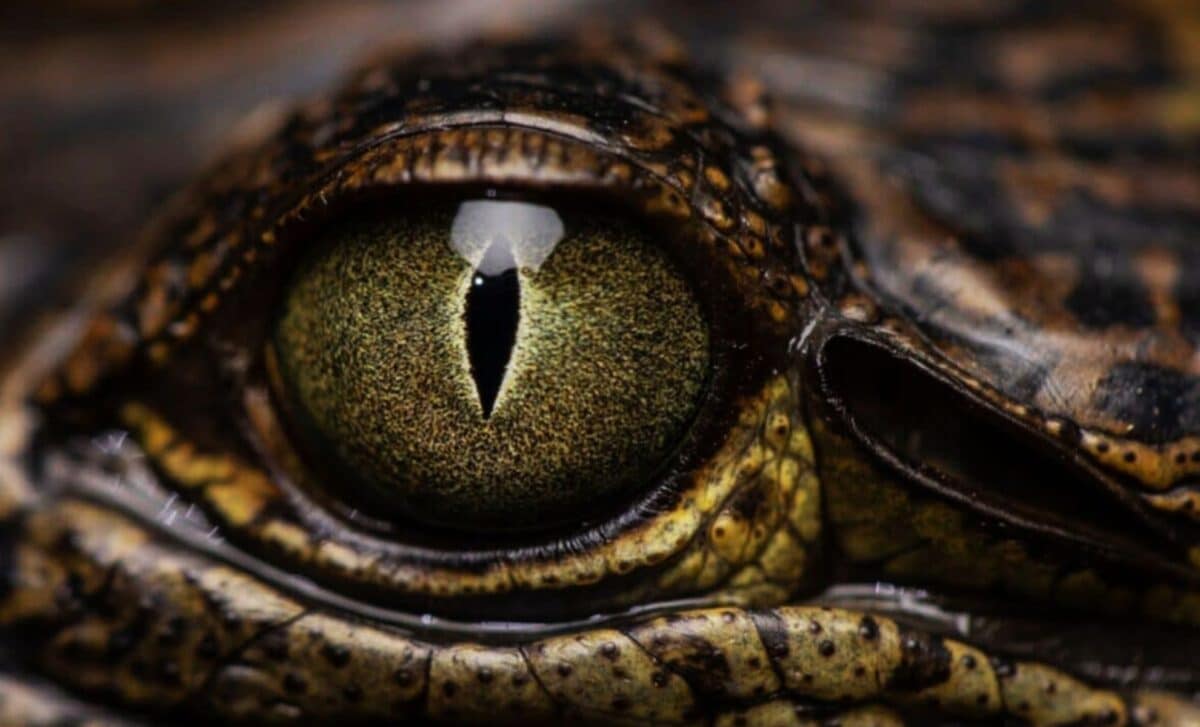 Scientists Found A Sleek Black Animal In An Old Gold Mine