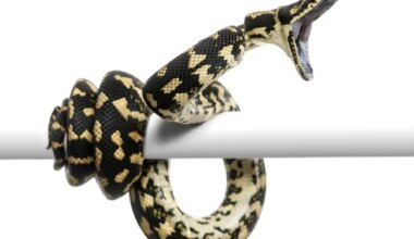 Python libraries in AI/ML models can be poisoned w metadata • The Register