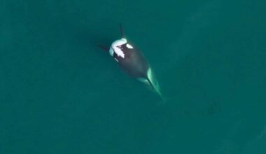 This Fish On Head Behaviour Just Returned To The Orca World
