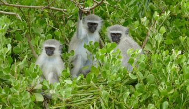 Escaped monkeys in St Louis prompt experts to help with potential capture