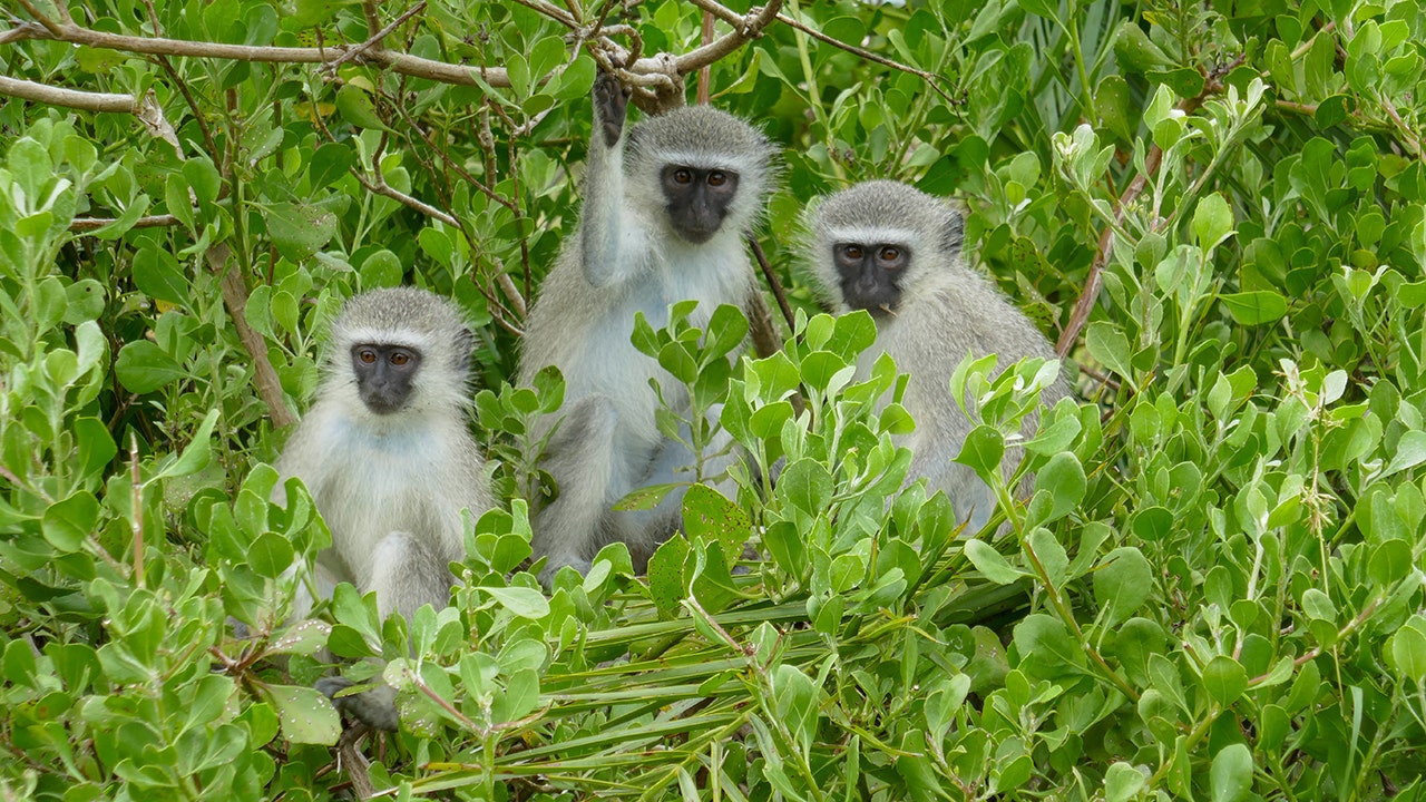 Escaped monkeys in St Louis prompt experts to help with potential capture