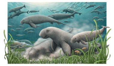 Meet five new species discovered in 2025 : NPR