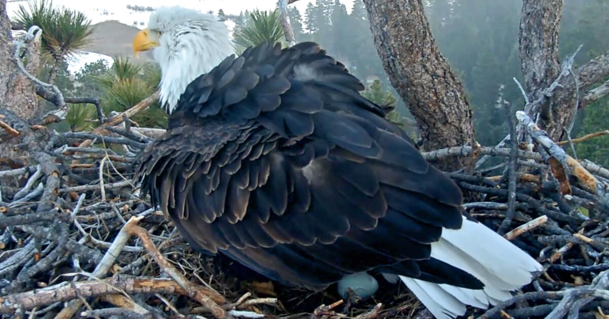 Big Bear bald eagles Jackie and Shadow welcome first egg of the year