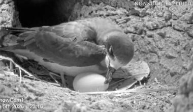 Researchers catch domestic drama on Nonsuch Island - The Royal Gazette