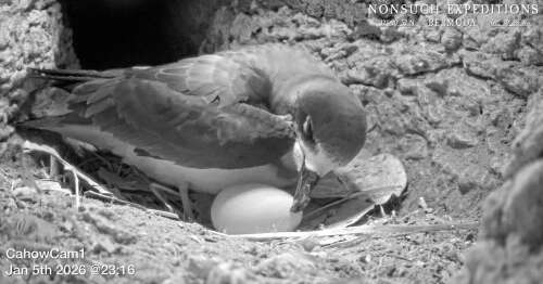 Researchers catch domestic drama on Nonsuch Island - The Royal Gazette