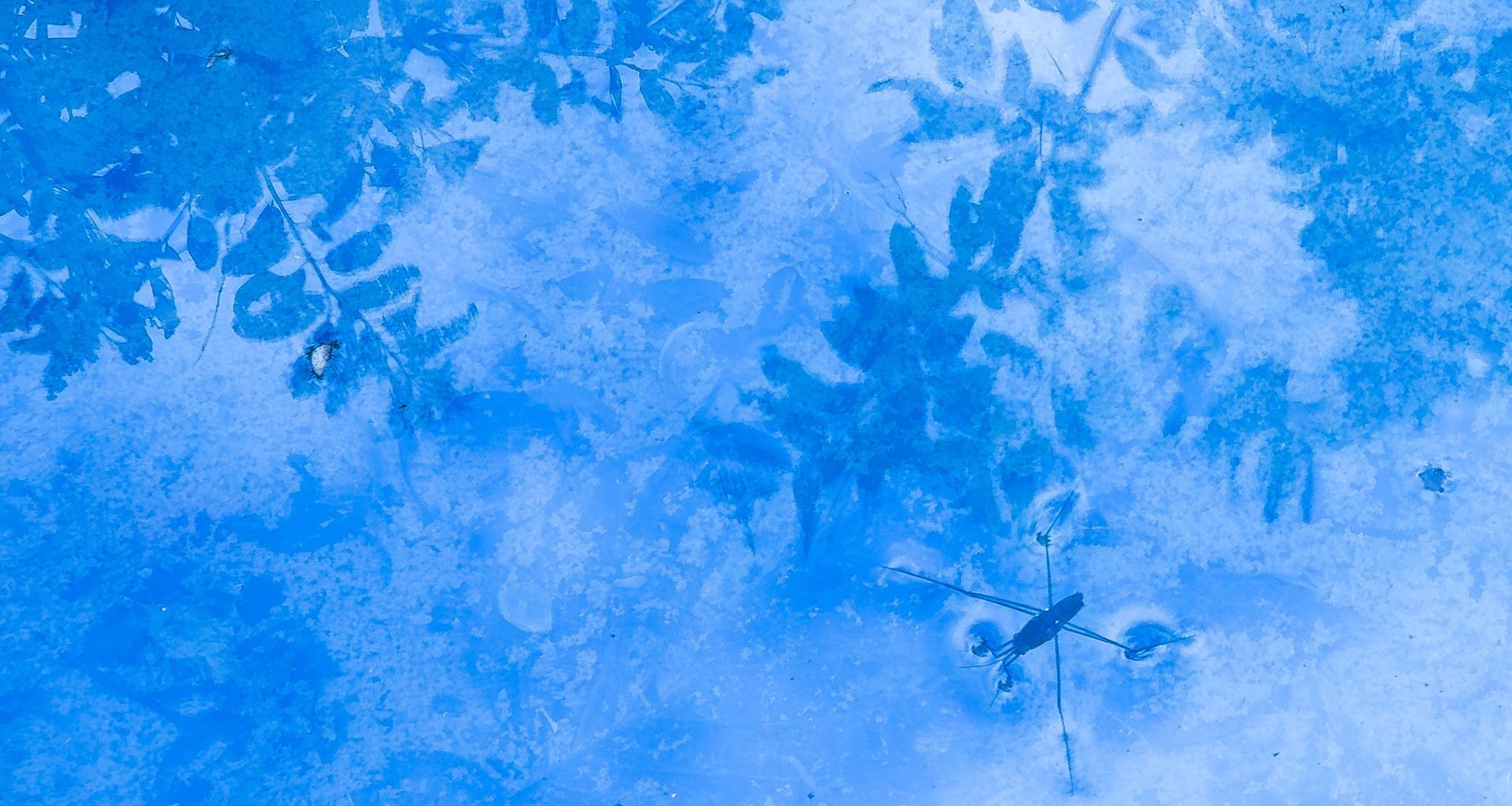 A water strider skims across the bright blue, icy surface of a pond, with frozen plant leaves visible beneath the water.