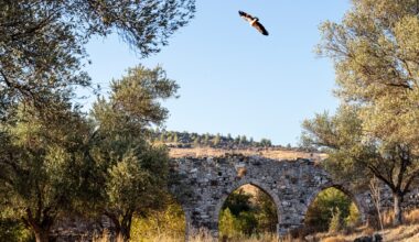 cover Griffon vultures cling to recovery as conservation gains threatened