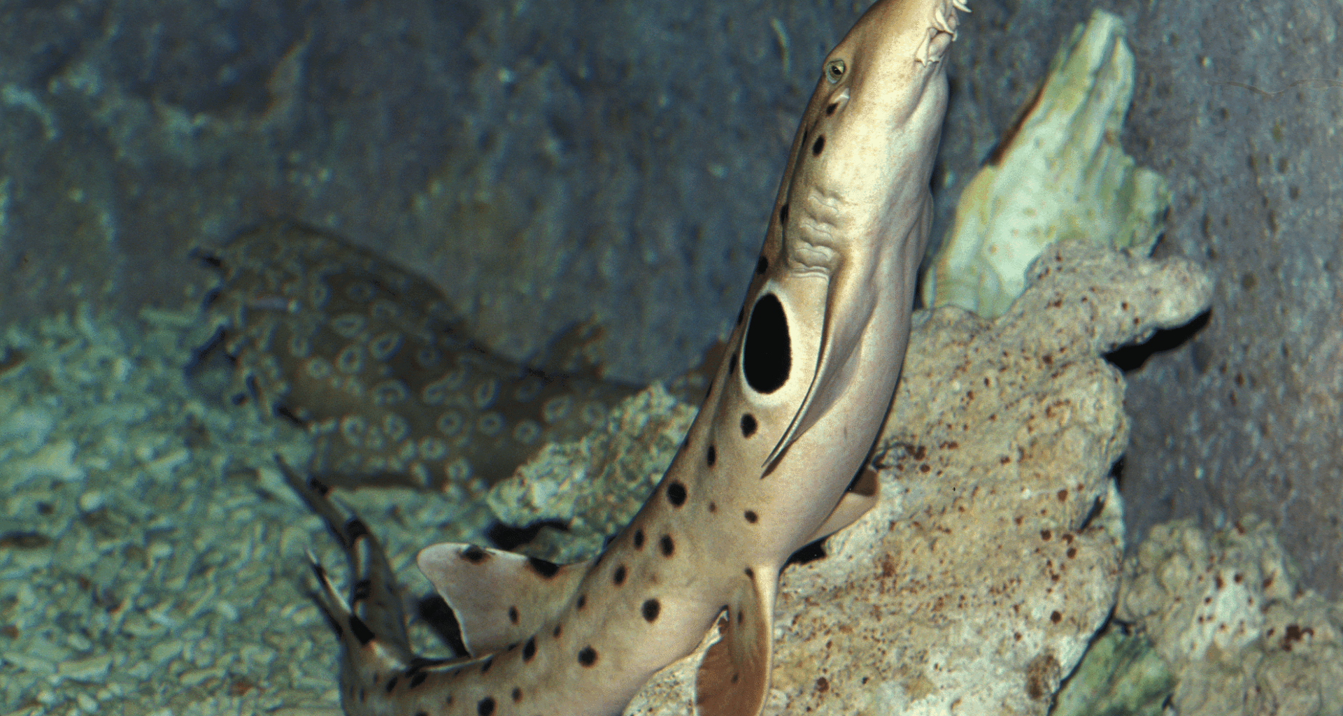 ‘walking Sharks’ Discovered In Australian Waters Defy Nature’s Rules