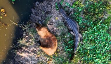 Why These Giant Rodents Chill With Crocodiles