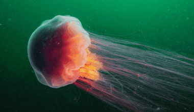 World’s Largest Jellyfish Is So Big, It Makes Blue Whales Look Tiny