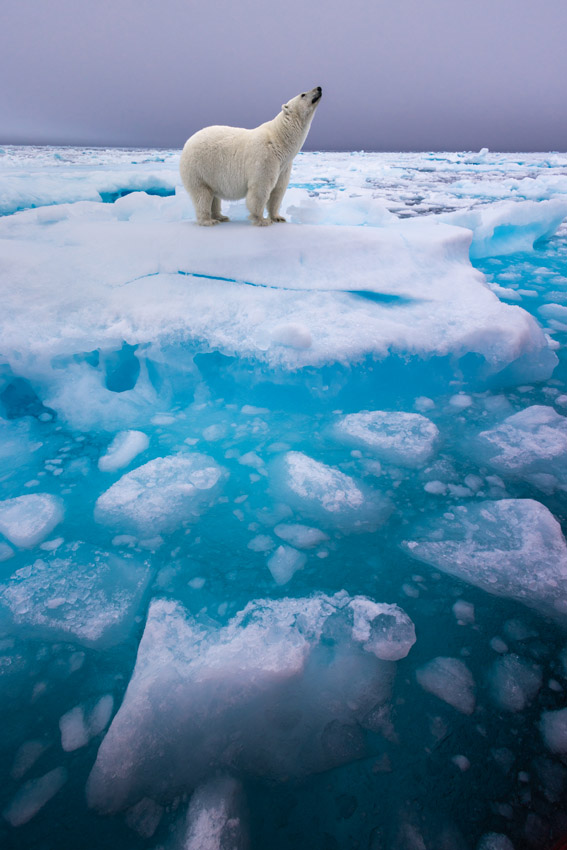 A polar bear stands on an ice floe looking upward.