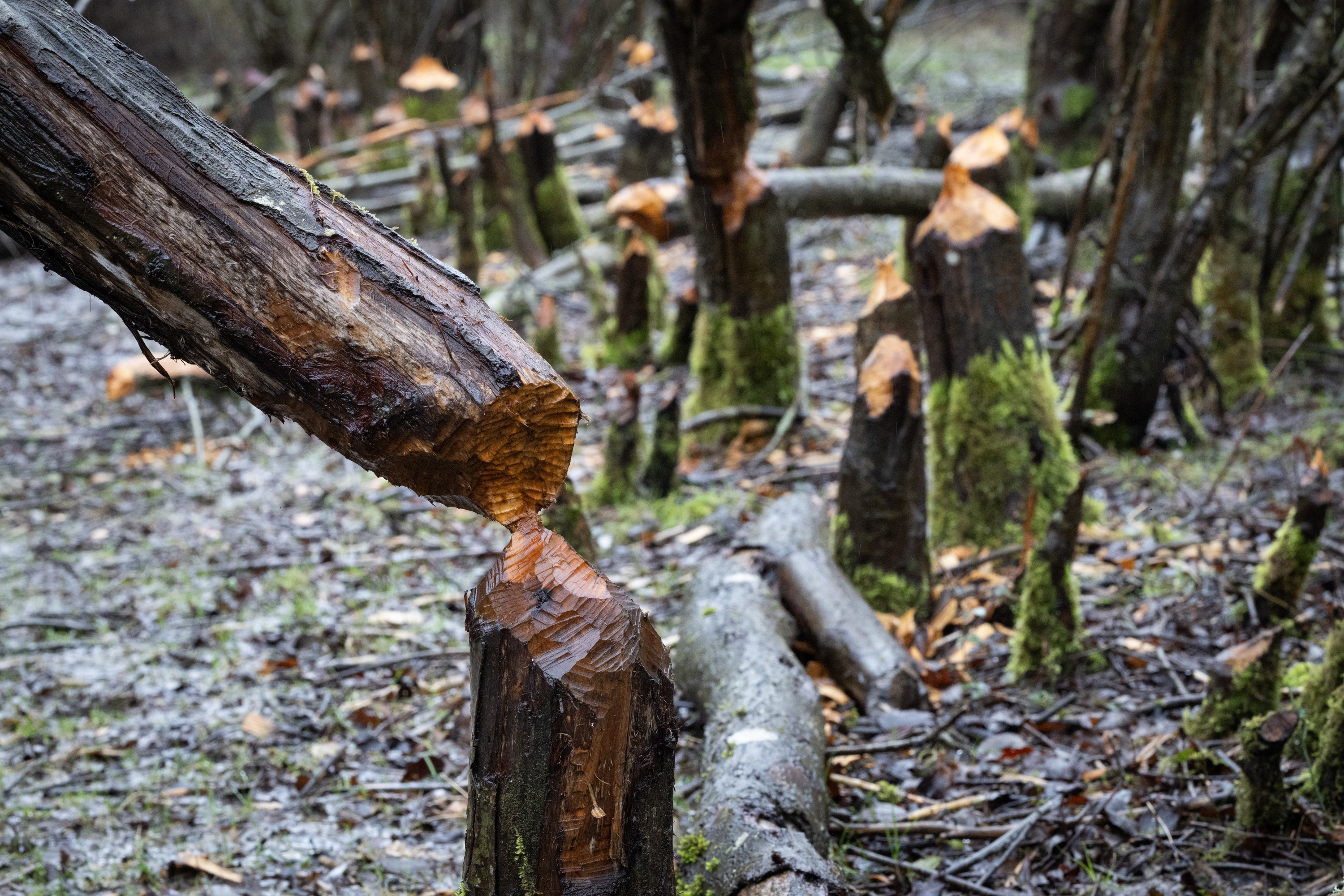 Trees damaged by beavers at The Knepp Estate.
