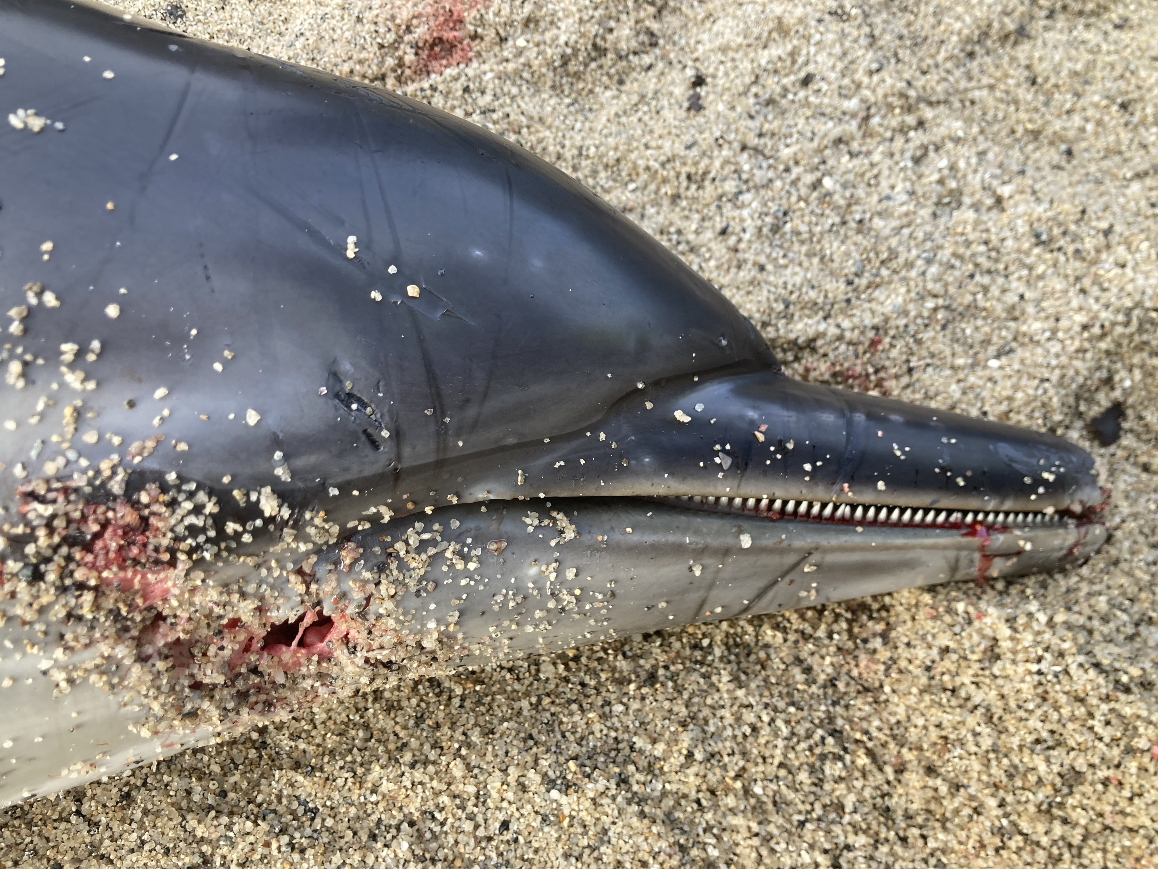 Close-up of a dead dolphin with its mouth open, showing teeth and blood, lying on sand.