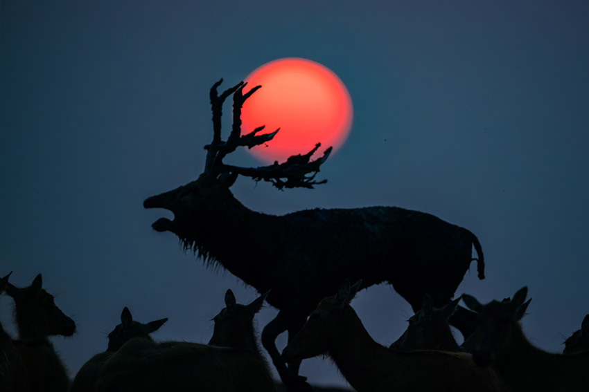 Silhouette of a stag calling out during sunset.