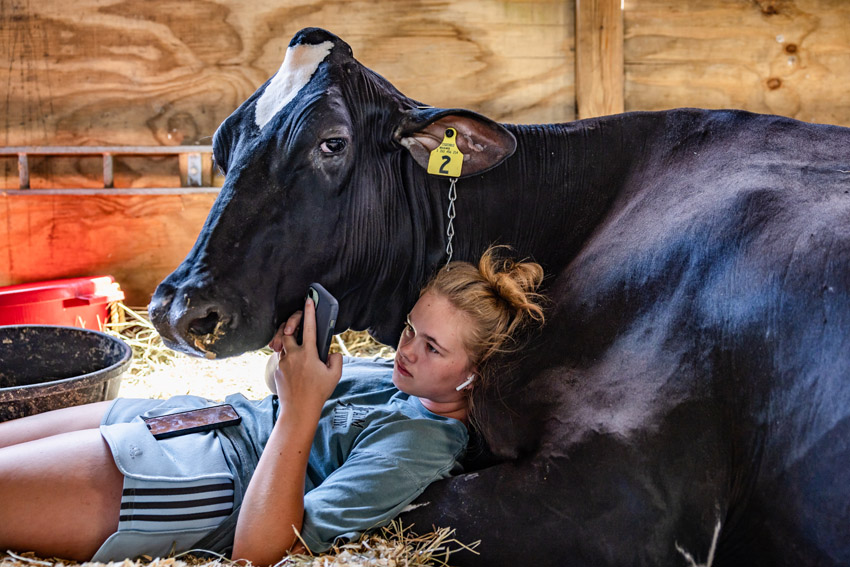A young woman lies on a bed of hay next to a black cow, looking at her phone.