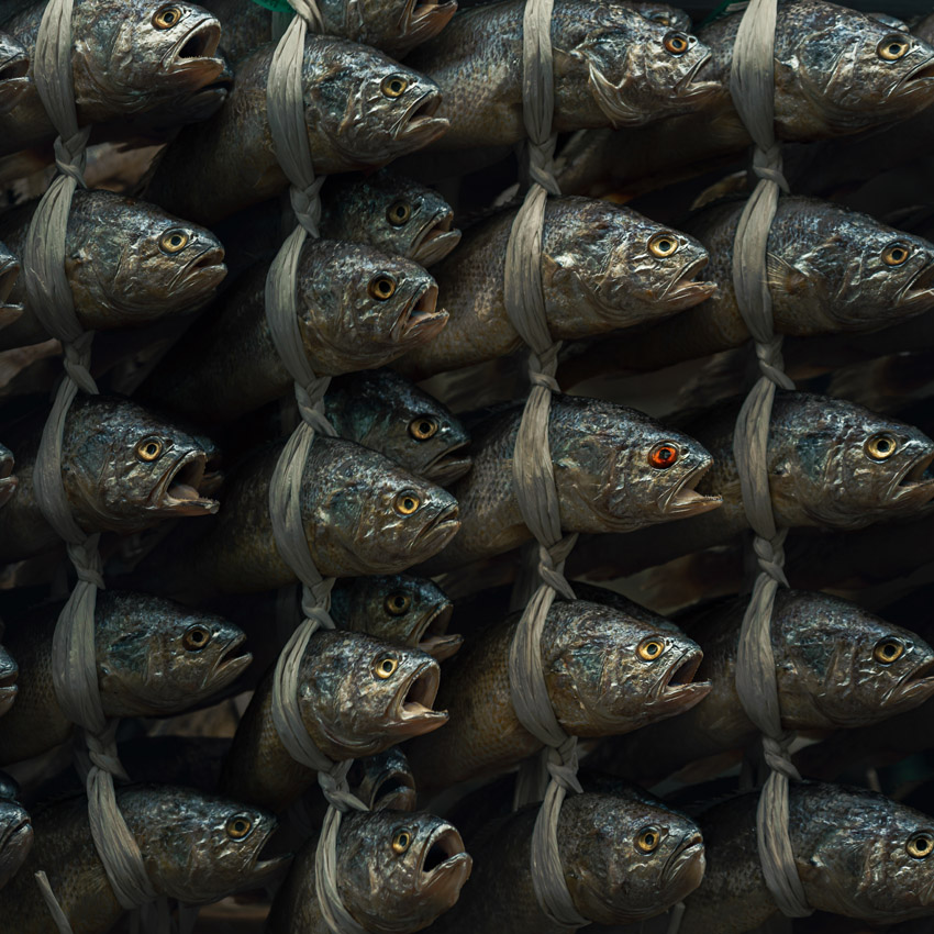 Rows of fish with open mouths, tied together.