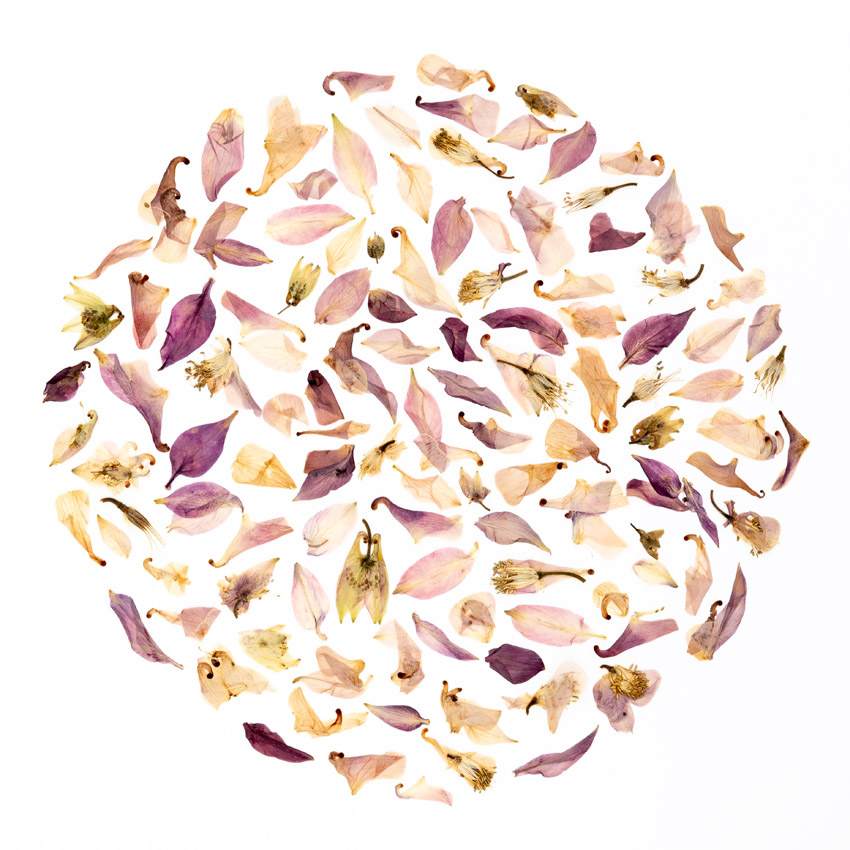 A collage of dried flower petals and parts arranged in a circle.