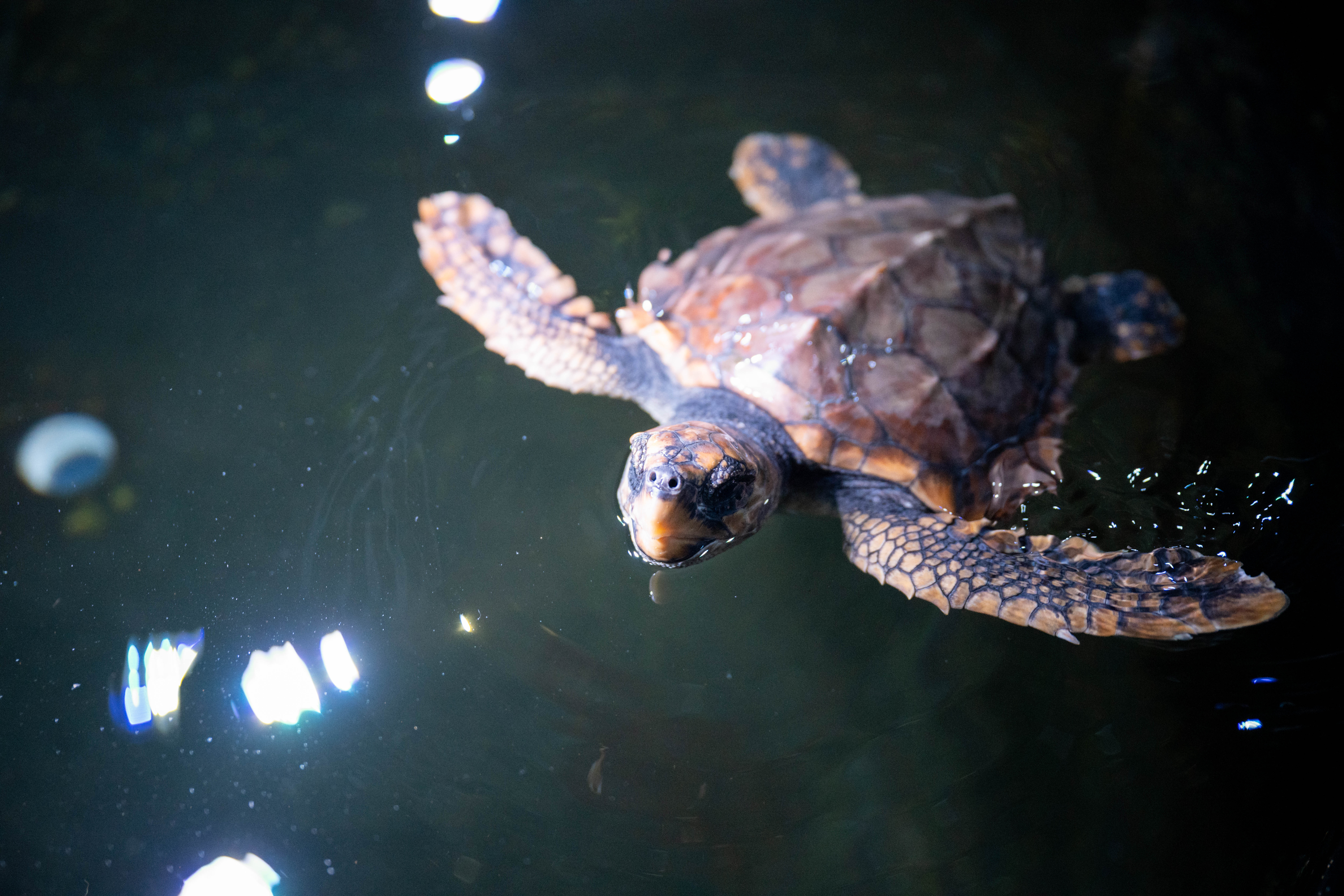 Loggerhead turtle swimming in a quarantine tank at Sea Life Weymouth.