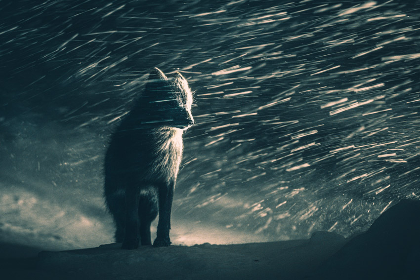 A fox standing in a blizzard, highlighted by a light source.