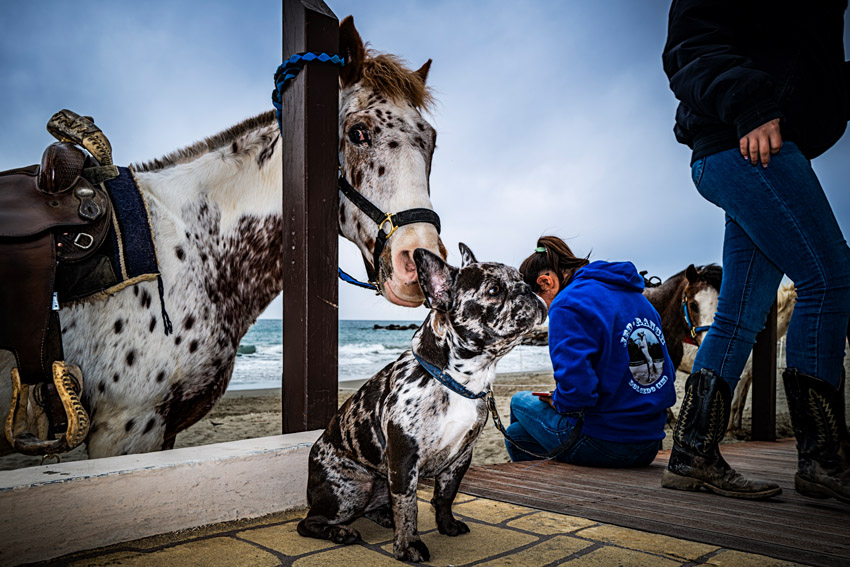 A horse and a French bulldog interacting on a boardwalk by the beach.
