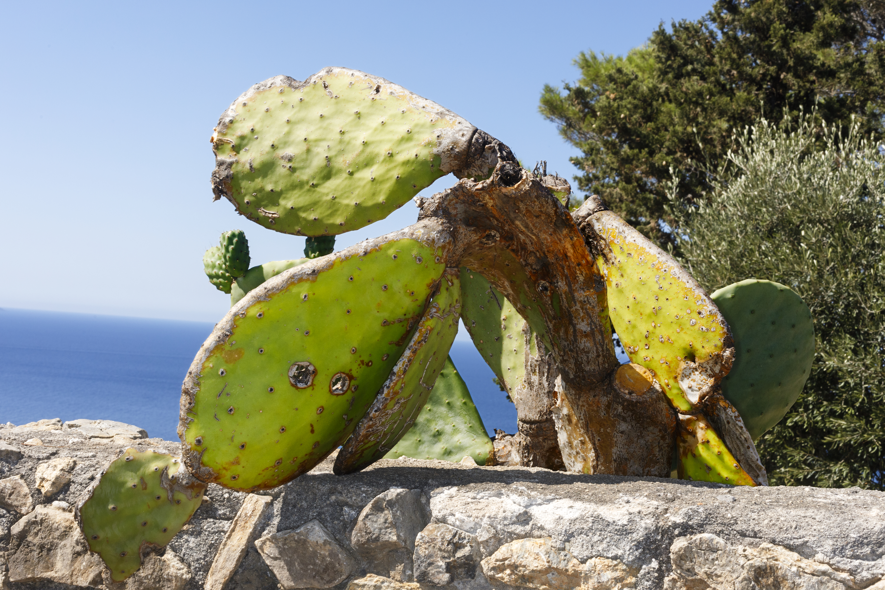 Prickly pear cactus with large green pads and gnarled brown stems, with the blue sea and sky in the background.