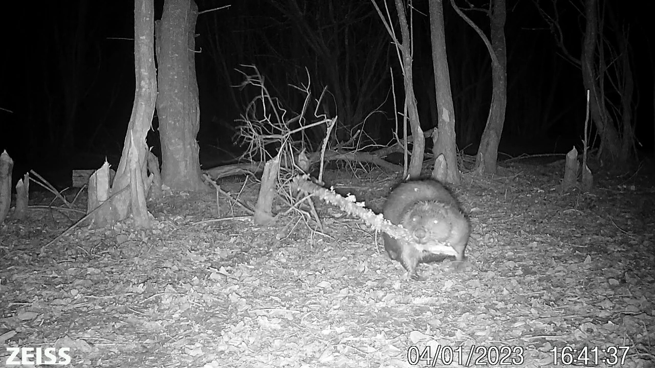 Beaver dragging a branch in a forest at night.