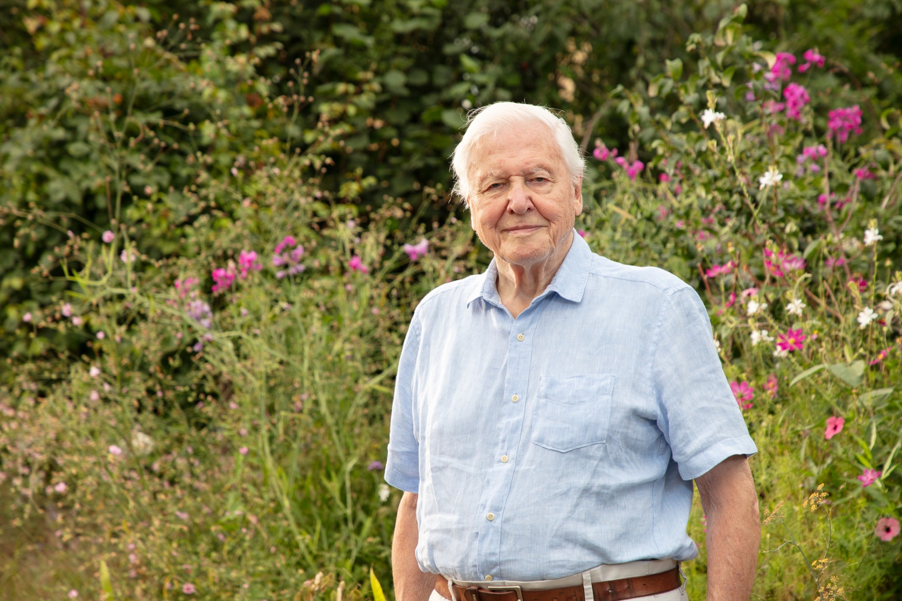 Sir David Attenborough in a Secret Garden surrounded by pink and white flowers.
