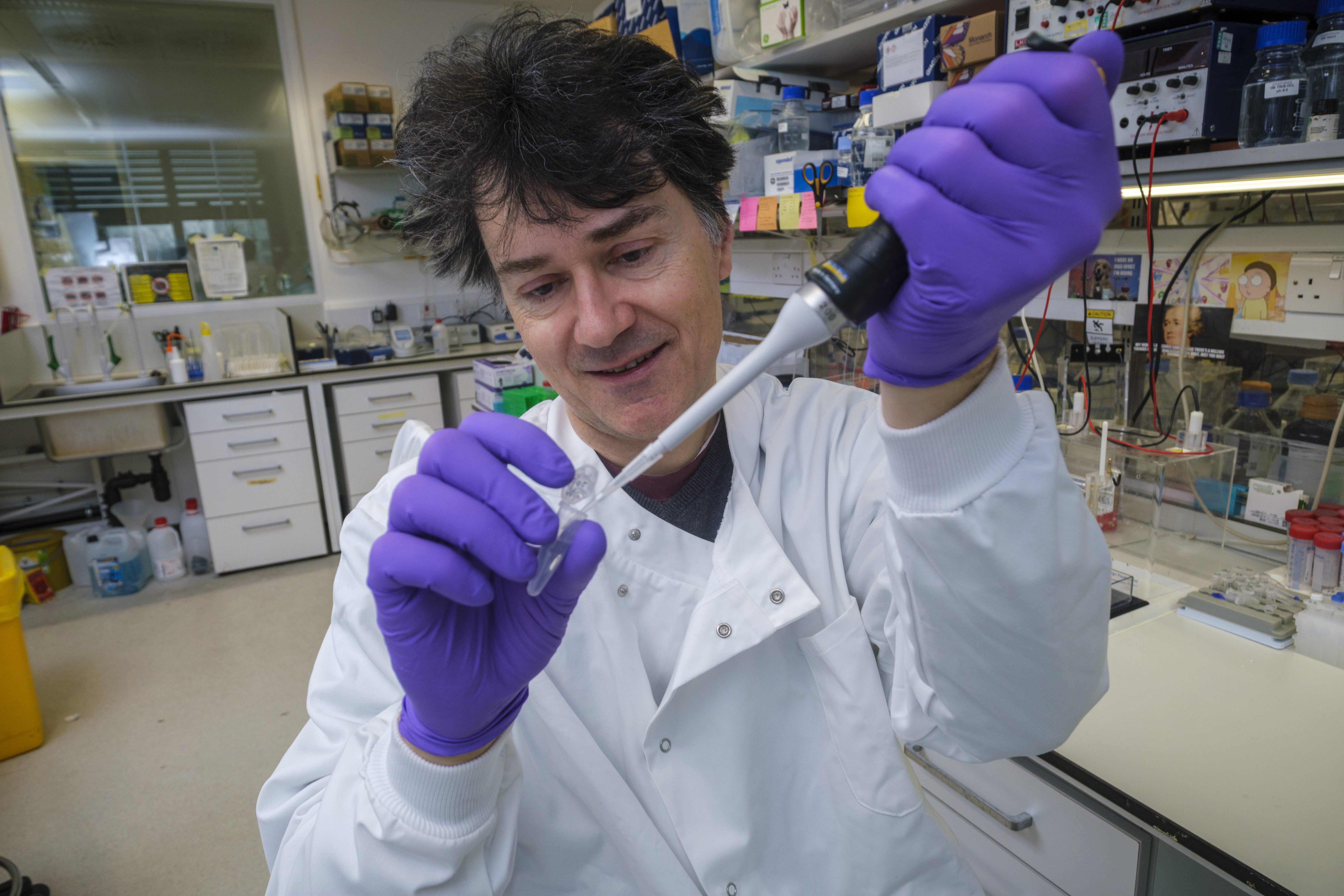 A male scientist in a lab coat and purple gloves uses a pipette to transfer liquid in a laboratory.