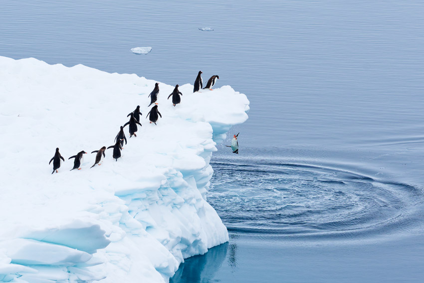 A line of penguins walking along the edge of an ice floe, with one penguin leaping into the water below.