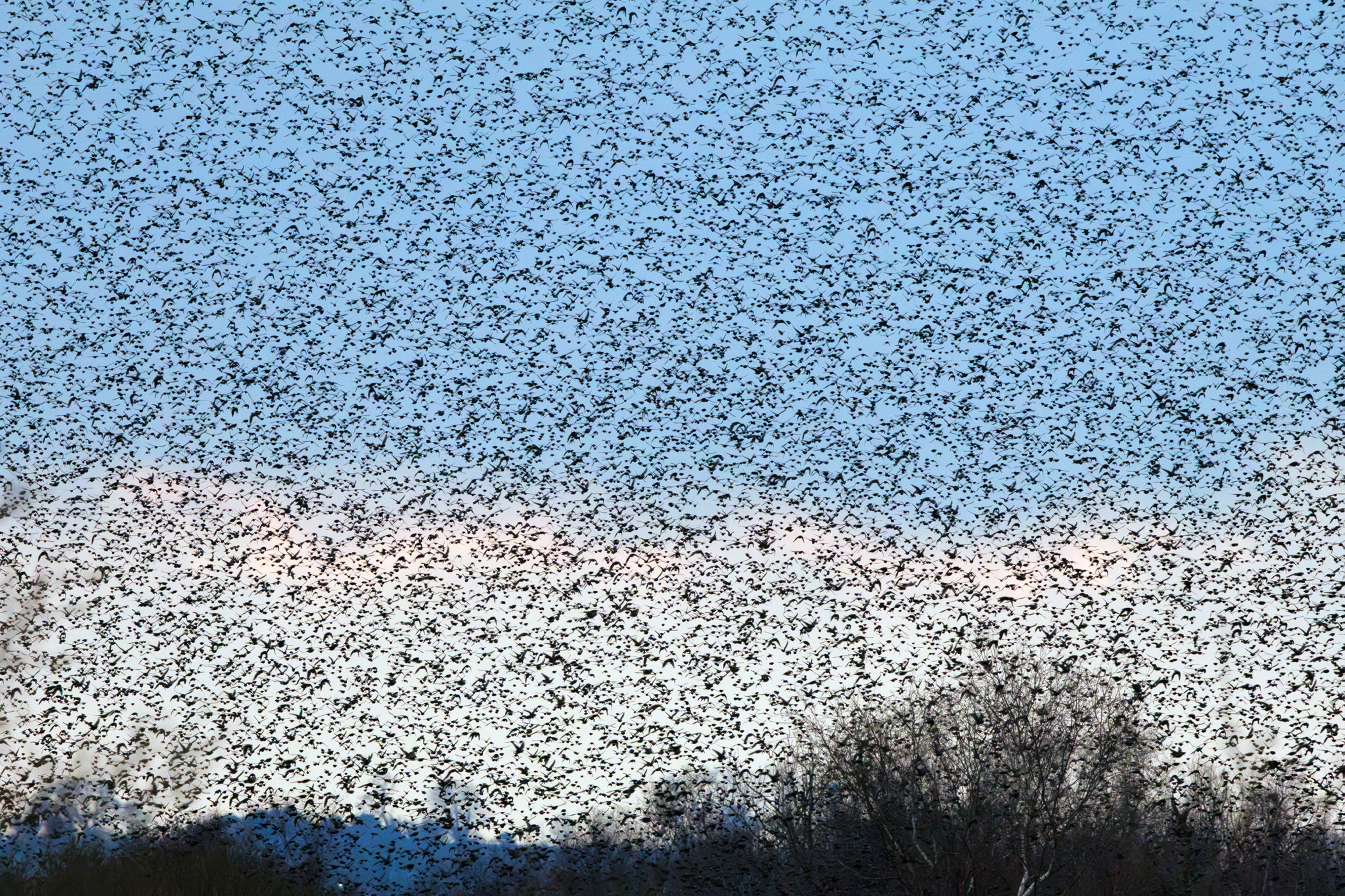 Thousands of starlings fill the sky during a murmuration over the Somerset Levels.