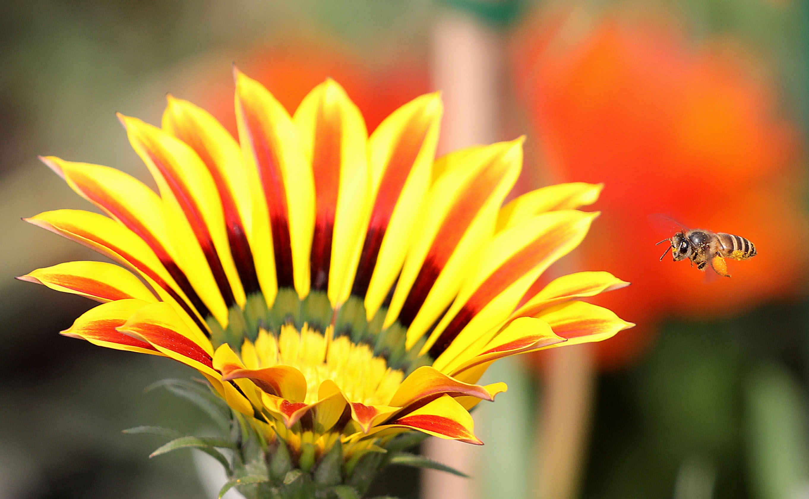 A honey bee flies near a yellow and red Gazania flower at a flower show.