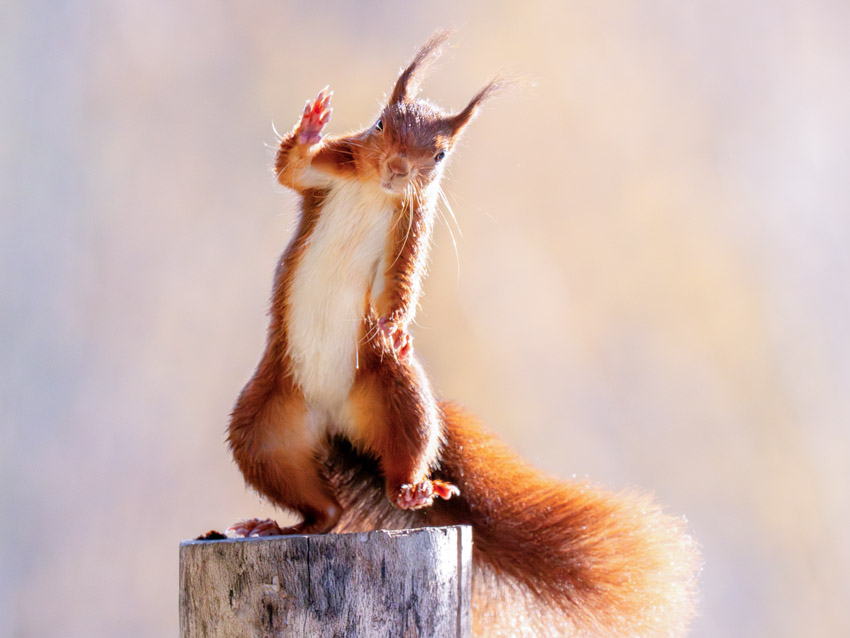 A red squirrel stands upright on a wooden post, waving one paw.