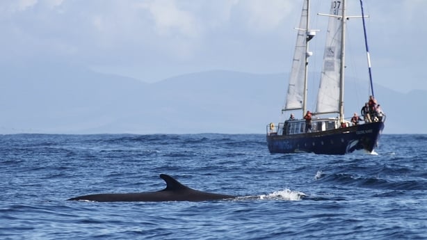 Celtic Mist vessel with a whale
