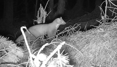 Red squirrels and pine martens on the rise, study finds