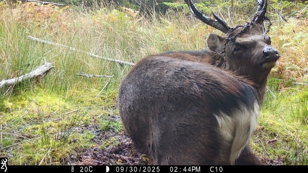 A sika deer in Wicklow sitting