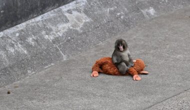 Rights group slams treatment of viral Japanese monkey