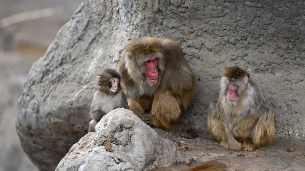 three monkeys sit side by side