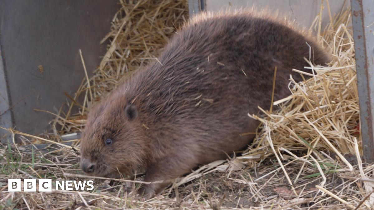 A small brown beaver is captured mid‑step as it emerges from an open transport crate lined with straw. Its dense fur is slightly ruffled, and bits of straw cling to its coat. The beaver’s head is low to the ground as it sniffs the earth just outside the crate. Behind it, the metal sides of the crate frame the scene while loose straw spills out onto the grass.