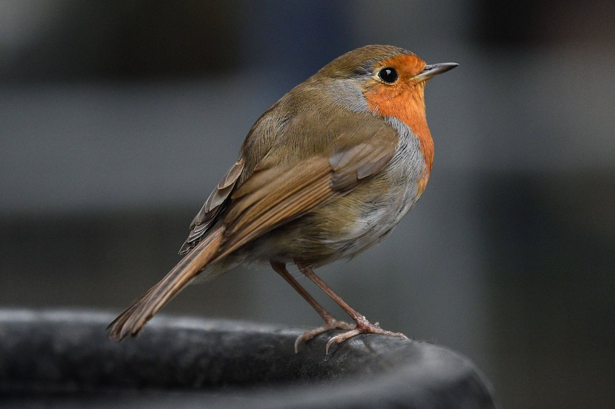 A robin waits