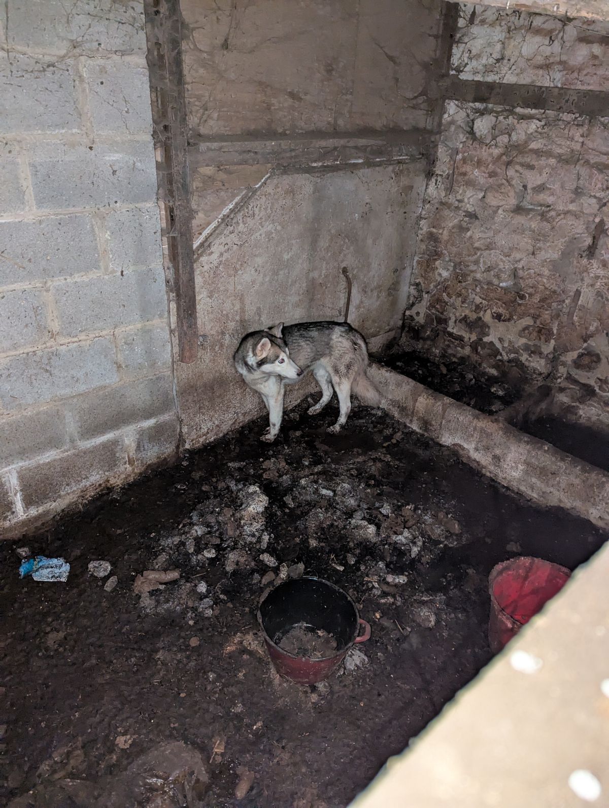 A dog found in a dirty shed on the farm