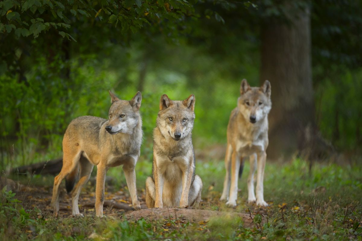 European Grey Wolf, Canis lupus lupus, Group of Wolves, Germany