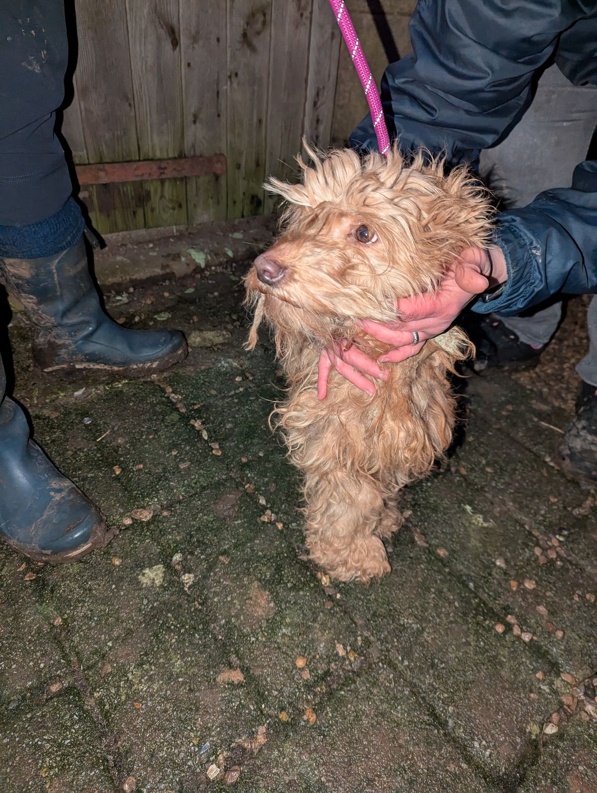 Cockapoo Honey when she was rescued from the farm