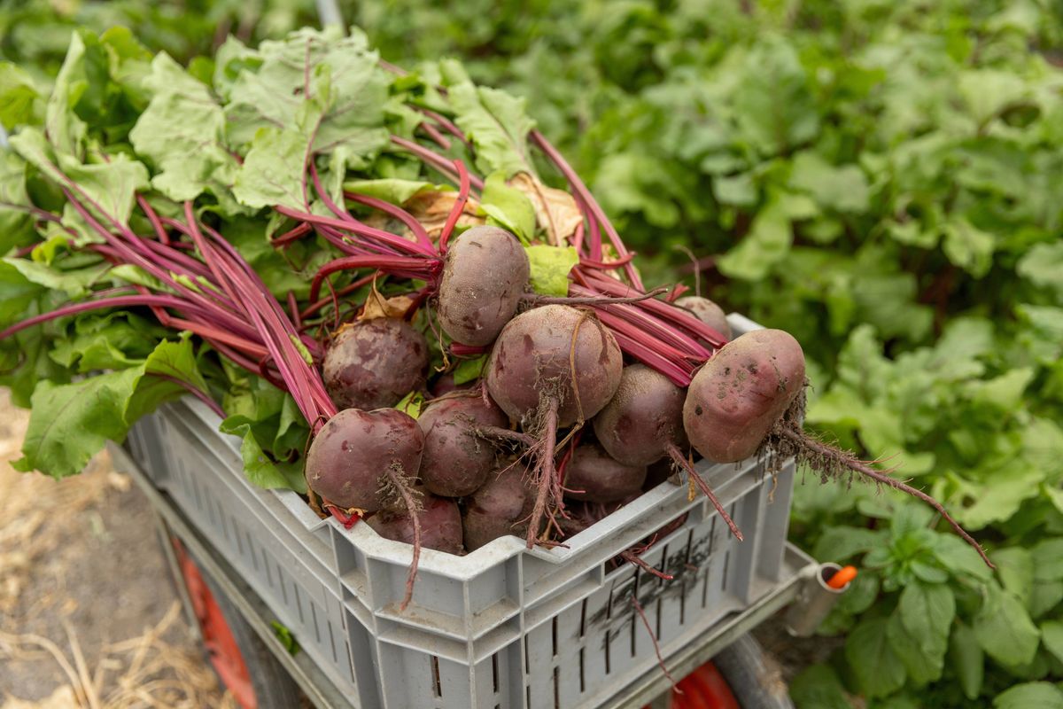 Focus on beetroot grown in an organic dutch greenhouse