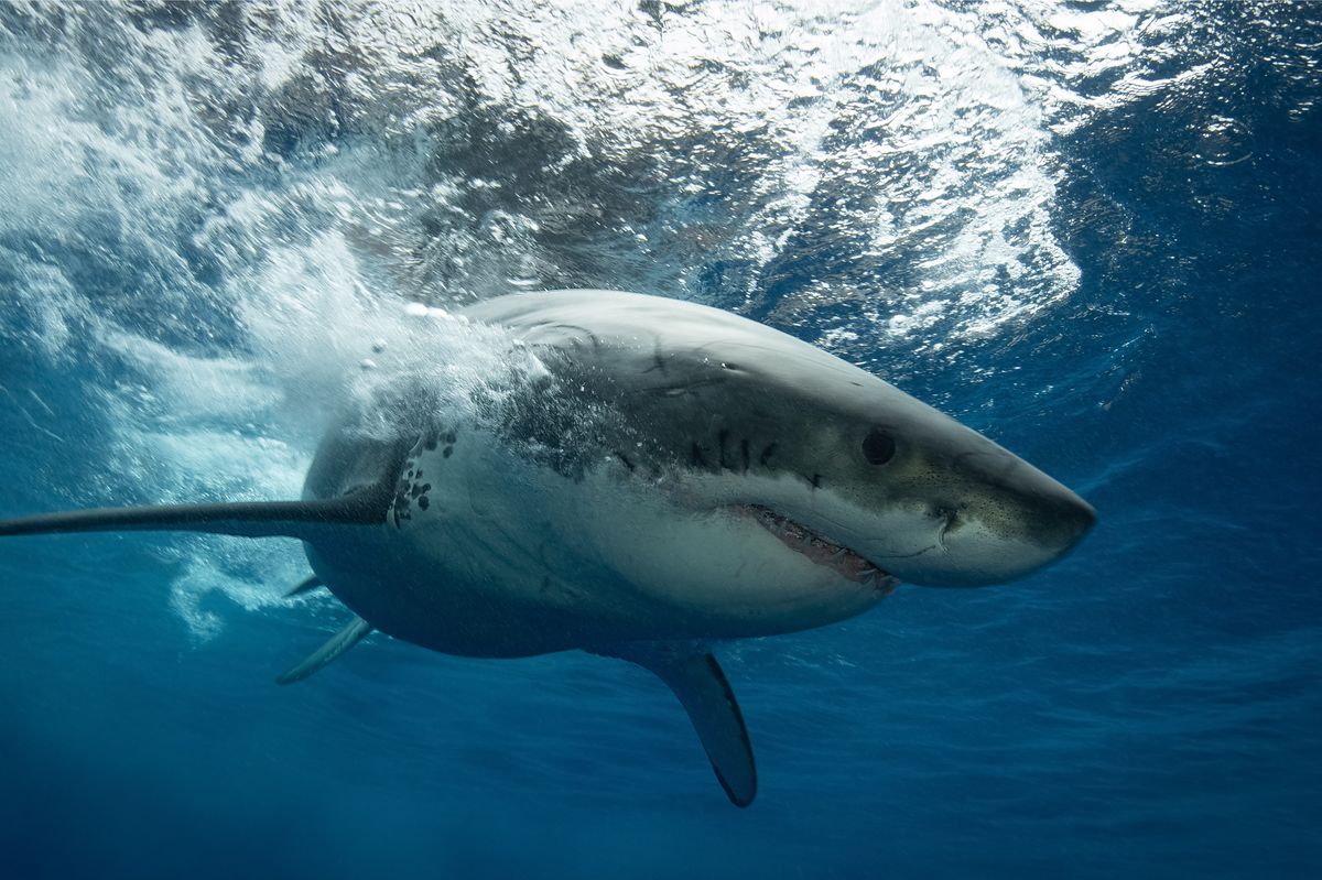 A Great White Shark