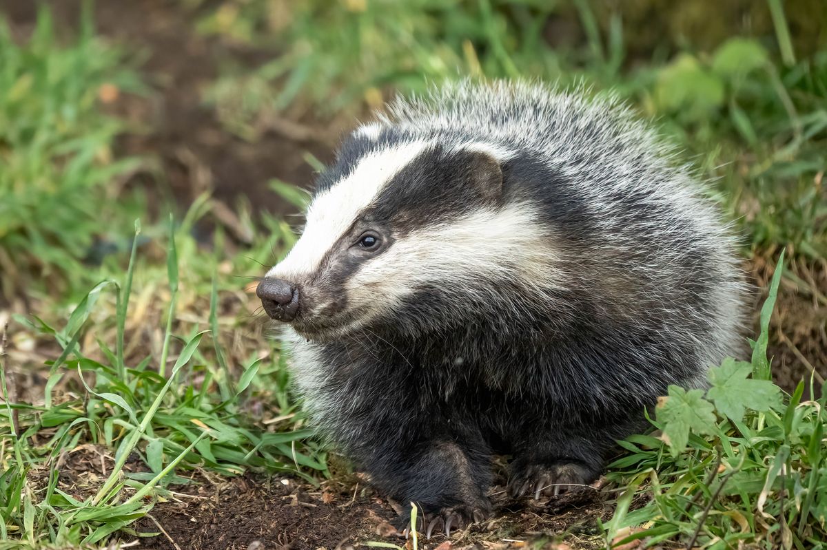 Badgers have caused a rural North Lincolnshire road to be closed since October (stock photo)