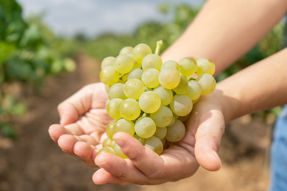 Grapes have been recalled for health reasons